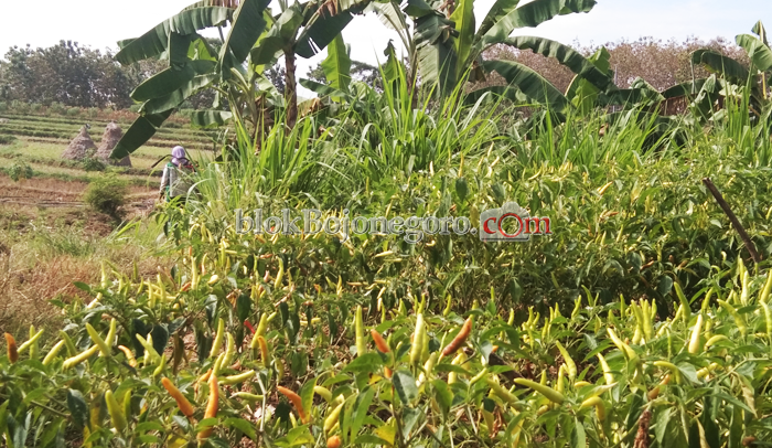Rintih Petani Cabai Dikala Harga Panen Tak Menentu