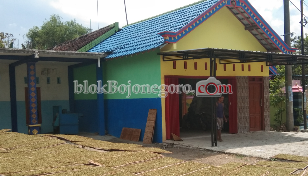 Petani Tembakau Kolong Keluhkan Hasil Panen Belum Terserap