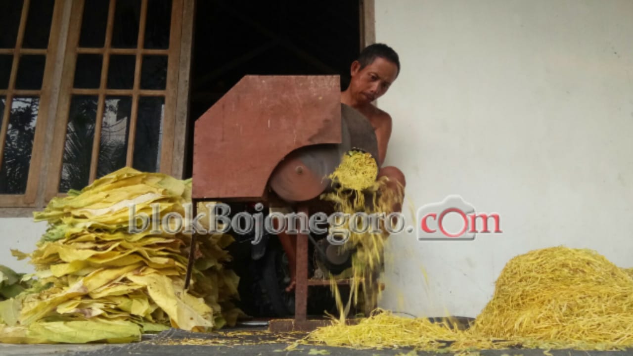 Panen Pertama, Harga Tembakau di Kecamatan Kedungadem Anjlok
