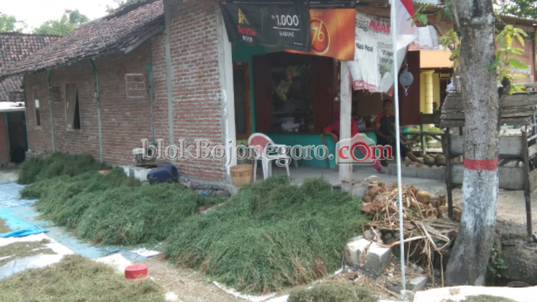 Warga Tambakrejo ini Mendapat Rupiah dari Jual Rumput