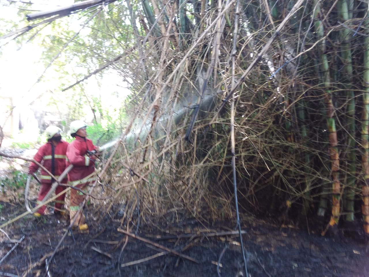 Bakar Bediang, Rumpun Bambu di Desa Baureno Terbakar