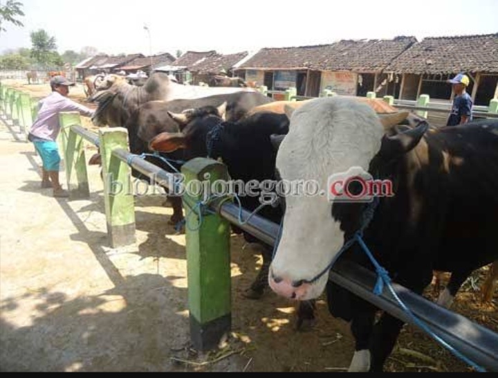 Jaga Populasi Sapi Betina, 1.748 Sapi Diasuransikan