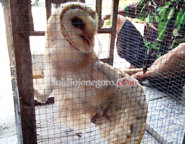 Kondisi Membaik, Burung Hantu Dilepaskan