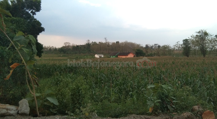 Diserang Tikus, Petani Jagung Pasrah