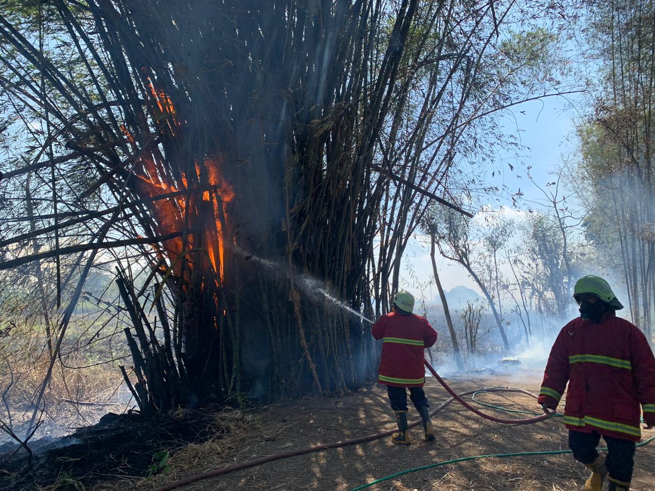 Rumpun Bambu di Ngradin Terbakar Akibat Api Sisa Pembakaran Hasil Panen Tebu