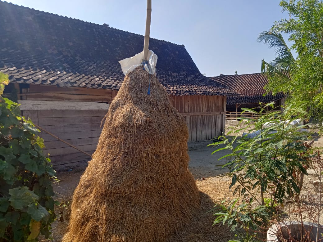 Arderan, Cadangan Pakan Sapi dari Jerami