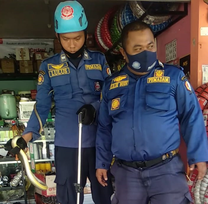 Di Bawah Etalase Bengkel, Ular 1.5 Meter Berhasil Dievakuasi Damkar