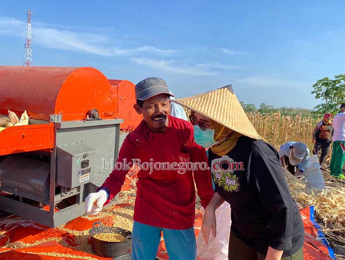 Beri Bantuan Alsintan, Farida Hidayati Ikut Panen Raya Jagung