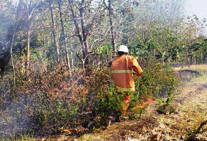 Bakar Daun Jati Kering, 1 Hekatar Lahan Jati di Kedungadem Terbakar