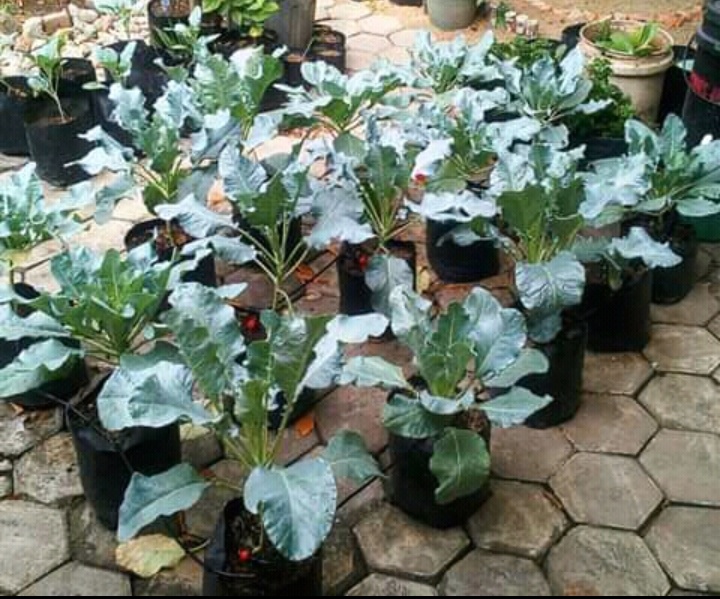 Permakultur Solusi Tanam Tanaman Tanpa Pestisida