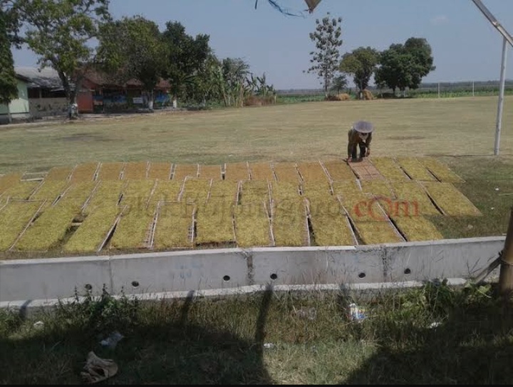 110 Hektare Lahan Tembakau Gagal Panen