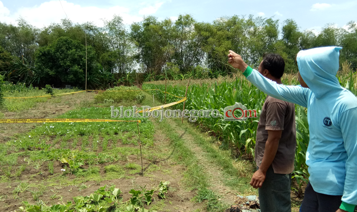Ternyata Aliran Listrik Milik Sawah Tetangga