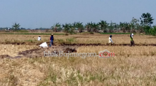 Kemarau, 2.926 Hektare Sawah Dibiarkan Bero