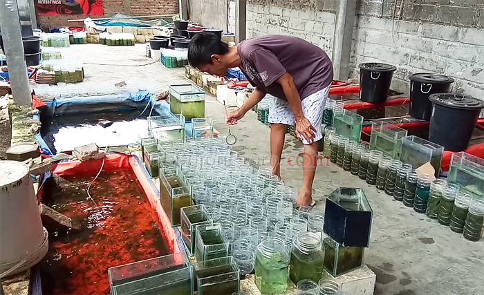 Cupang Jadi Primadona saat Pandemi, Sehari Pedagang Raup Minimal Rp1 Juta