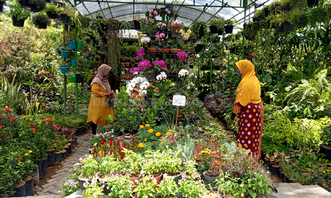 Banyak Orang Menanam Bunga saat Pandemi, Omset Pedagang Naik 70%