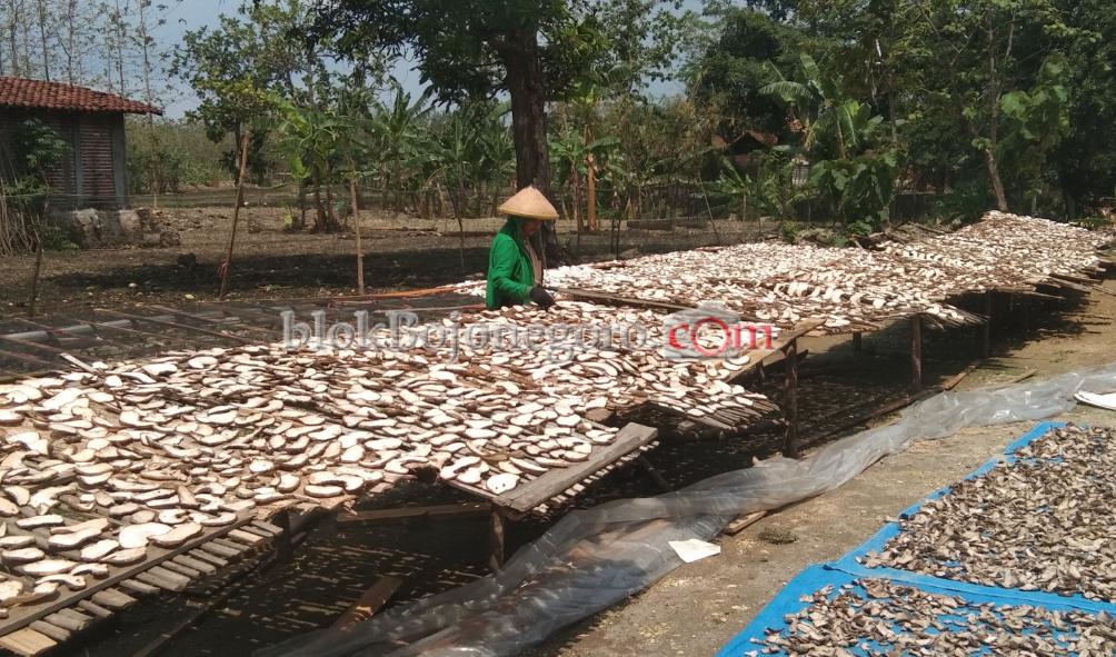 Iles-Iles Tumbuhan Liar yang Diperjualbelikan