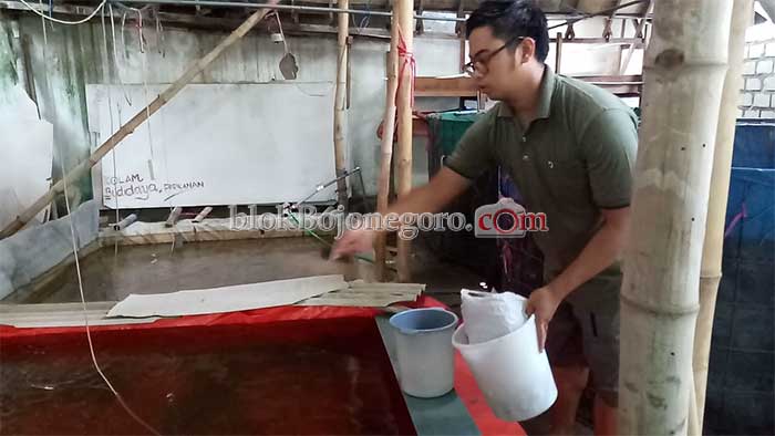 Dampak Covid-19, Mantan Manager Banting Setir jadi Peternak Lele dan Cupang