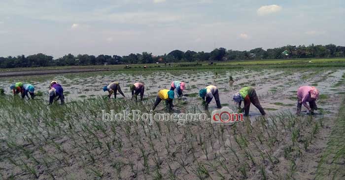 Saat La Nina, ini Imbauan Disperta Kepada Petani di Bojonegoro