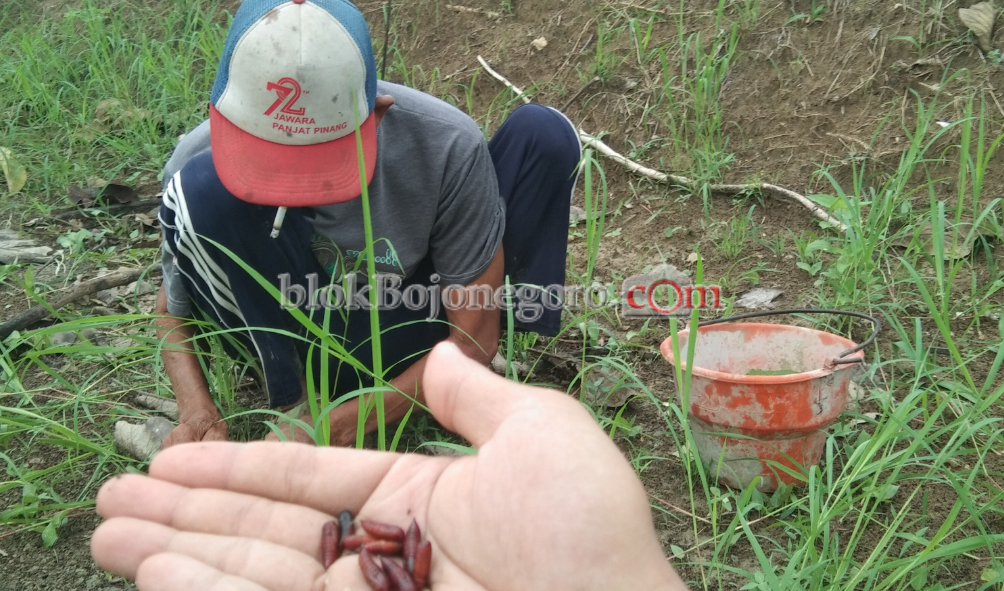 Warga Pinggiran Hutan Jati di Bojonegoro Mulai Berburu Enthung