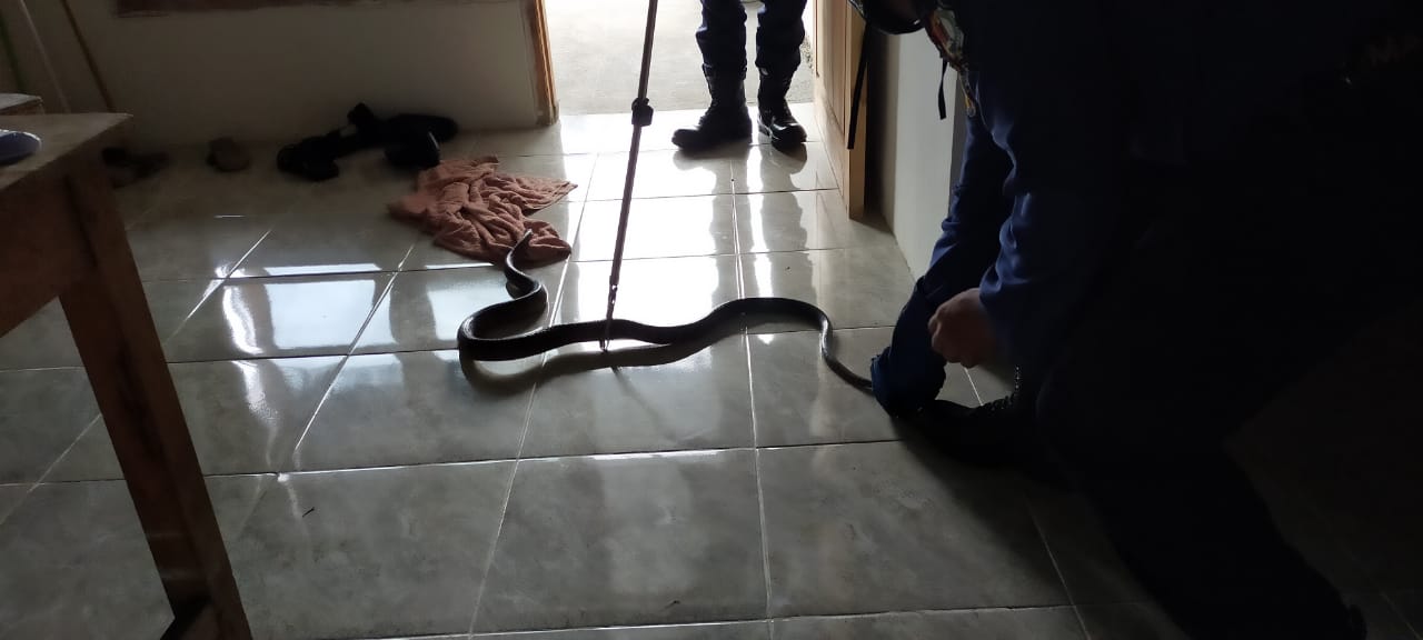 Masuk Rumah PNS di Mojoranu, Ular 1.7 Meter Dievakuasi