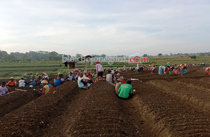 Patut Ditiru, Guyub dan Rukunnya Petani Desa Wedoro Saat Tanam Bawang Merah