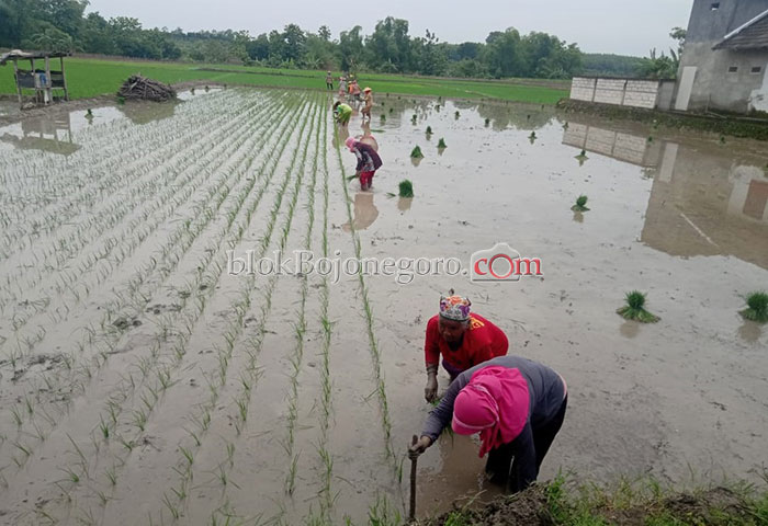 Petani di Sugihwaras Mulai Tanam Padi Bantuan PPM KPM dari Pemkab
