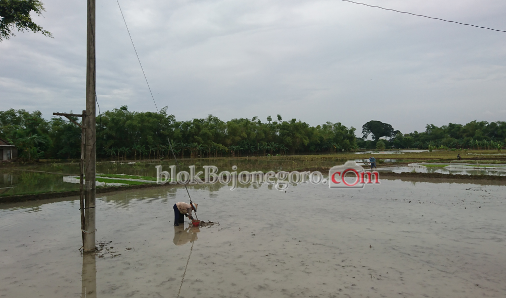 Benih Hanyut Terbawa Banjir, Petani Gagal Tanam