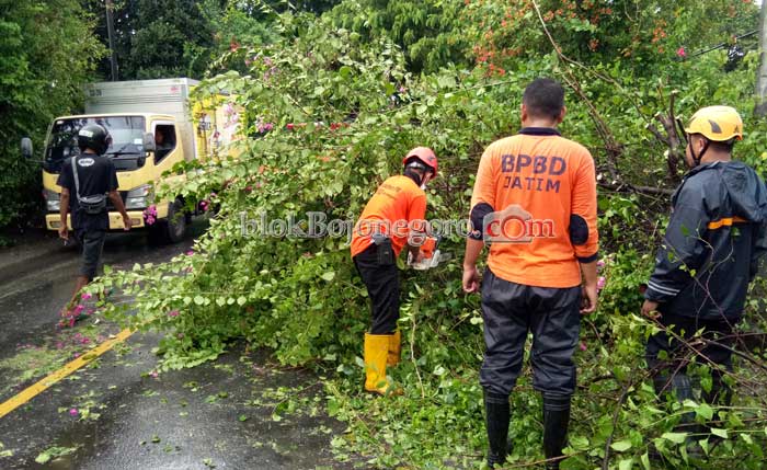 Hujan Disertai Angin Kencang, Tiga Pohon Tumbang ke Jalan