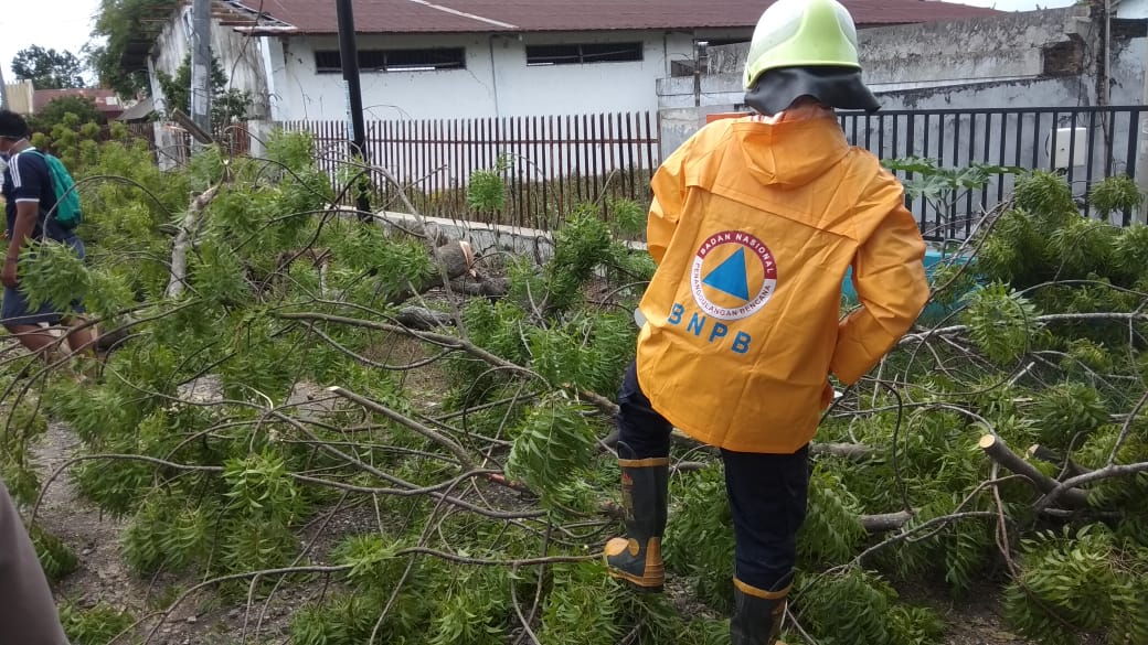 BPBD Bojonegoro Sigap Bantu Pemotongan Pohon Tumbang di Desa Mlaten