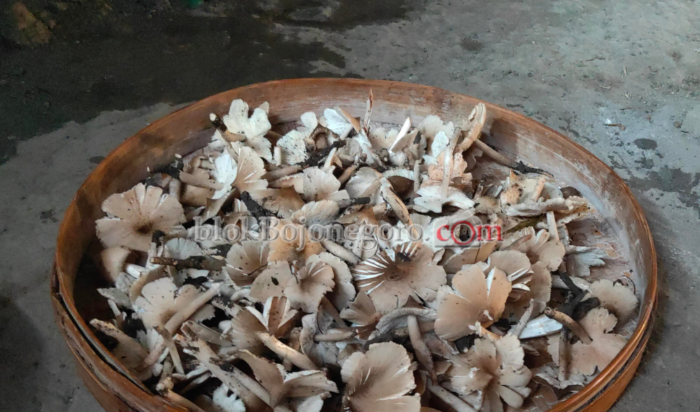 Tak Selalu Ada, Warga Ngambon Berburu Jamur Barat untuk Dijual