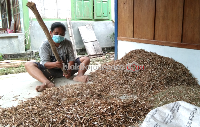 Petani Desa Nglampin Mulai Petik Kacang Hijau