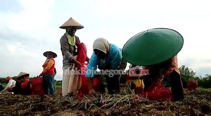 Harga Anjok, Petani Bawang Merah di Kedungadem Merugi