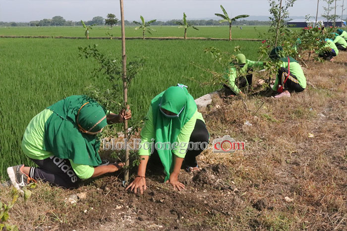 Kompak, Perempuan Desa Ngraho Tanam Belasan Ribu pohon
