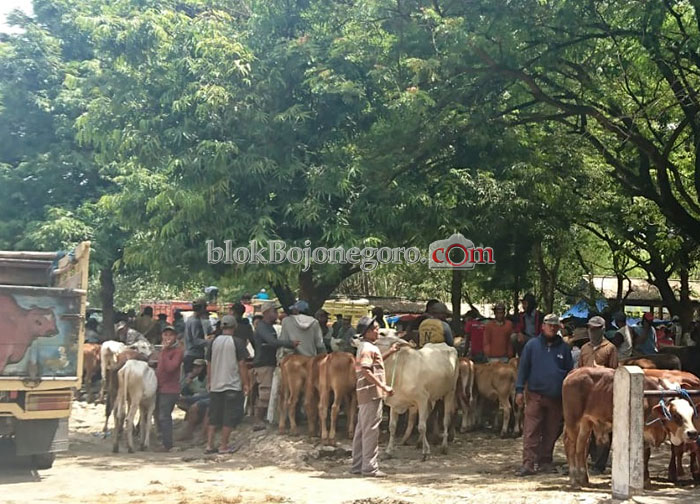 Tempat Lebih Luas, Dapat Menampung 600 Ekor Sapi