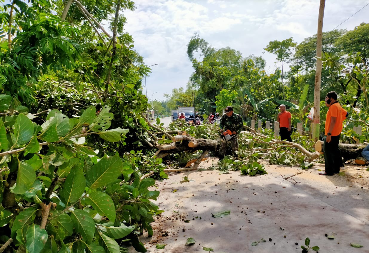 BPBD Bojonegoro Lakukan Pemotongan Pohon Tumbang di Kapas
