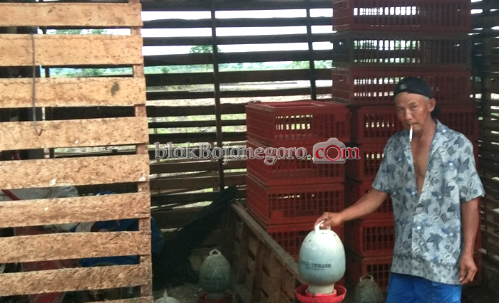 Jatuh Bangun Bisnis Ayam Pedaging