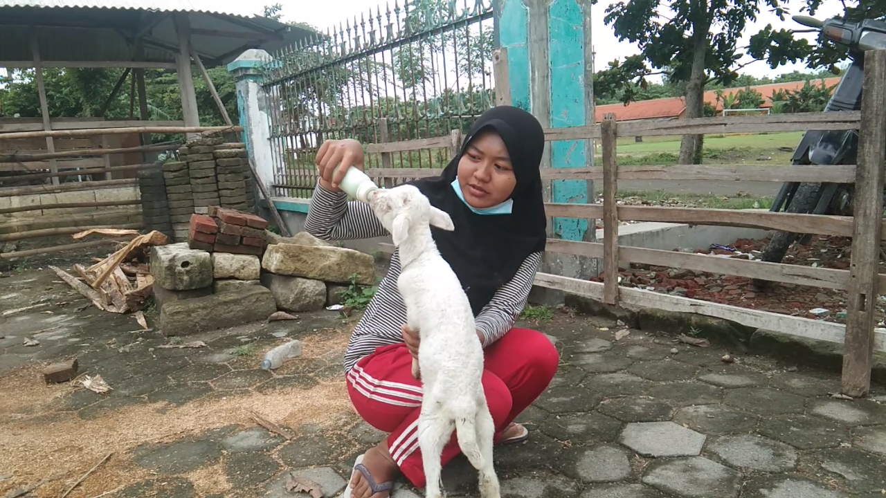 Sehari Bersama Dea Miswa, Gadis Peternak Kambing