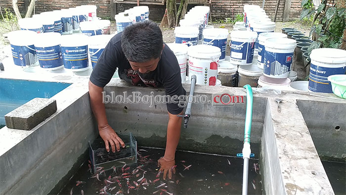 Dari 5 Pasang Ekor Cupang di Awal Pandemi, Kini Menjadi 4000 Ekor