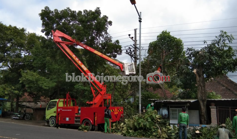 Antisipasi Bahaya, DLH Pangkas Pohon yang Rawan Tumbang