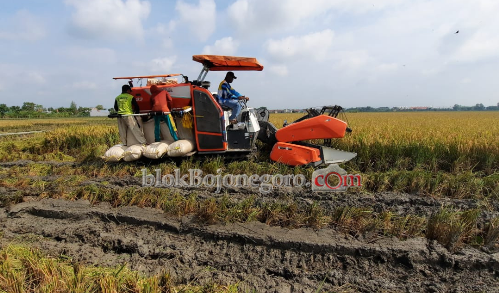 Penghujan, Banyak Petani Gagal Panen, Harga Gabah Murah