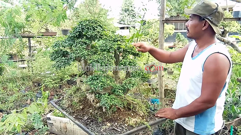 Di Tangan Totok, Bonsai Endemik Bojonegoro Jadi Indah dan Berharga Fantatis