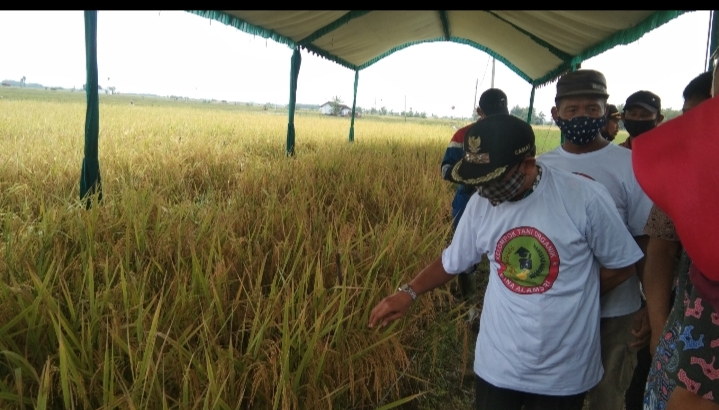 Panen Raya Budidaya Padi Sri Organik di Bajo