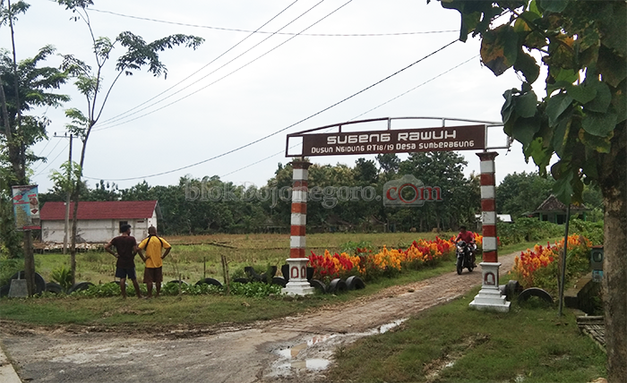 Warga Dusun Ngidung Hiasi Jalan Desa dengan Bunga Berwarna-warni