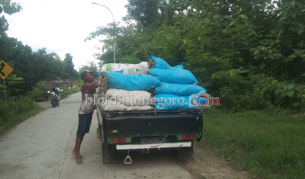Panen, Harga Bawang Merah Anjlok Petani Menjerit