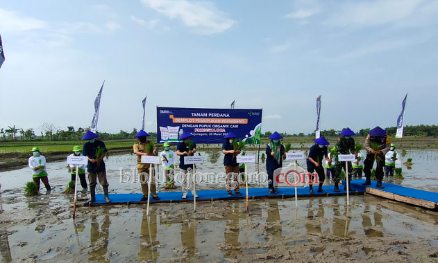 Pupuk Subsidi Phonska OCA Diujicoba di Bojonegoro