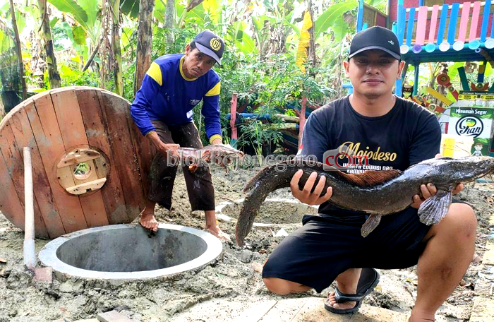 Manfaatkan Sumur Resapan Desa Mojodeso Budidaya Lele Jumbo