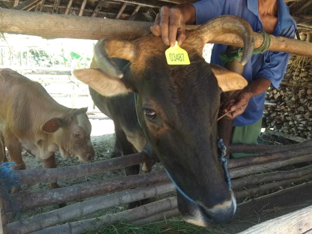 Disnakkan Bojonegoro Imbau Peternak Daftarkan Asuransi Ternak
