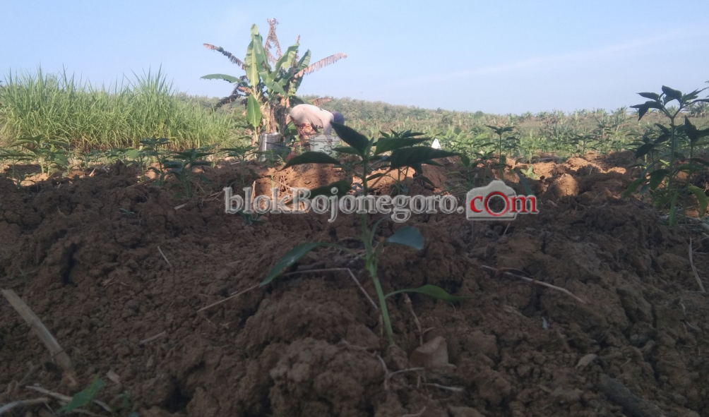 Musim Lalu Harga Anjlok, Petani Tetap Tanam Cabai