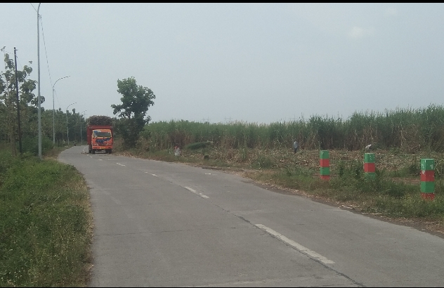 RPH Ringin Anom Panen Tebu Seluas 250 Hektare