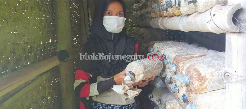 Pembudidaya Jamur Tiram Raup Rp 7 Juta Sekali Panen